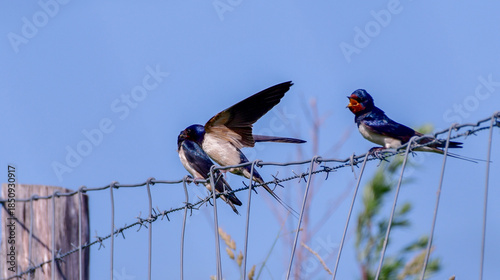 young swallow getting feeded by parent