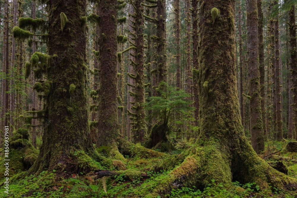 Obraz premium tree in the woods