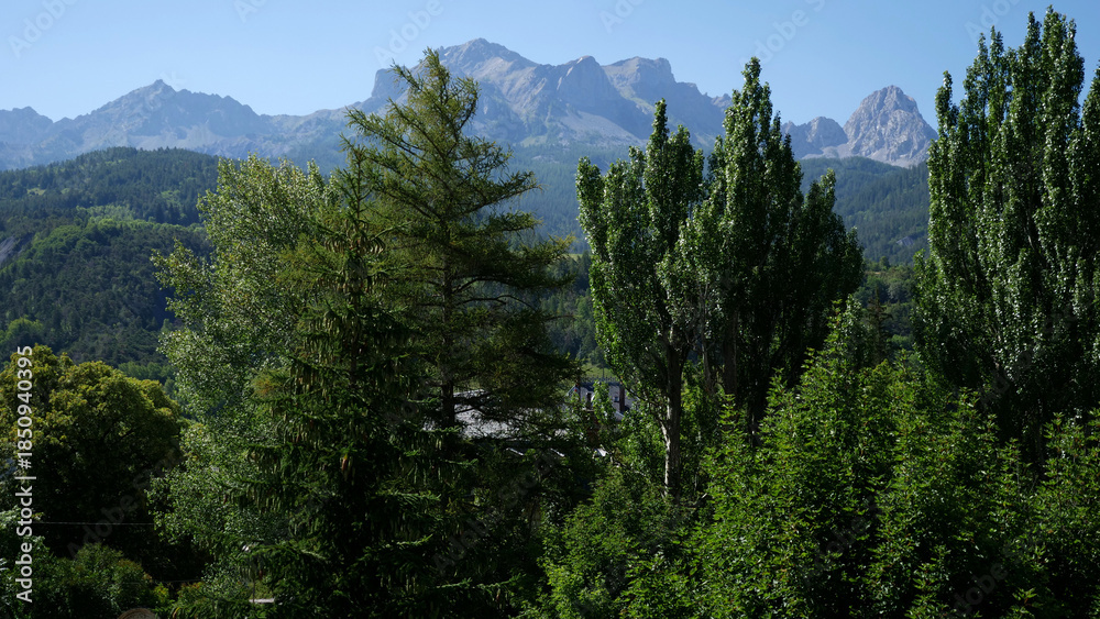 Fototapeta premium forest and mountains in the alpes