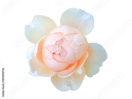Elegant closeup of a peach cream color of rose in full bloom, isolated on white for botanical or design use.