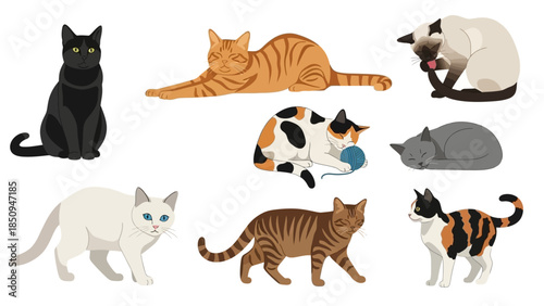 Fotografie Illustrations collection featuring different cat breeds in various poses and exp