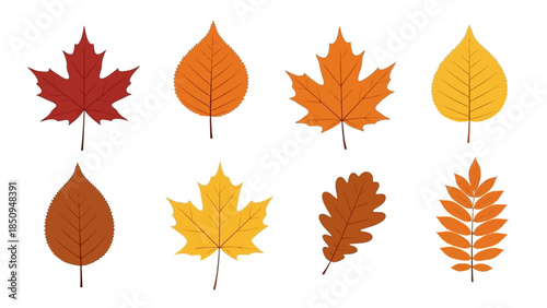 Autumn Leaves Vector Illustration Set of Different Types and Colors for Seasonal Design