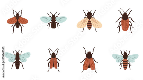 Illustration of eight different types of insects on a white background for entomology studies