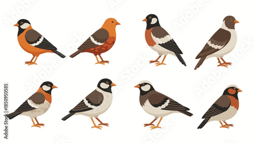 Charming vector illustration featuring a variety of adorable bird species with unique markings