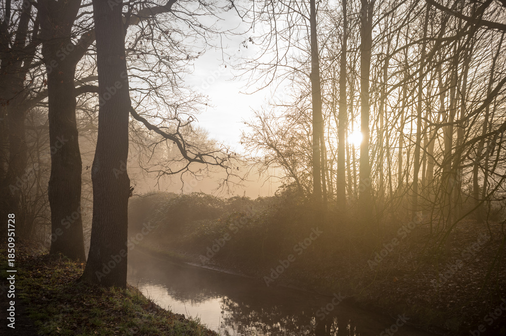 Naklejka premium Woodland stream flowing through foggy forest at sunrise