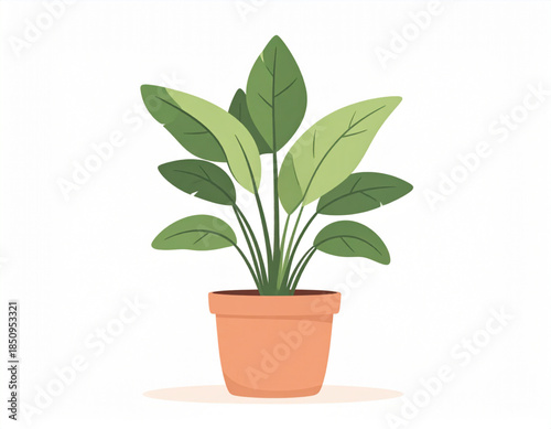 A vibrant green houseplant with large leaves in a terracotta pot, isolated on a white background.