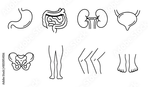 Human body anatomy: stomach, intestines, kidneys, bladder, pelvis, legs, knees, feet