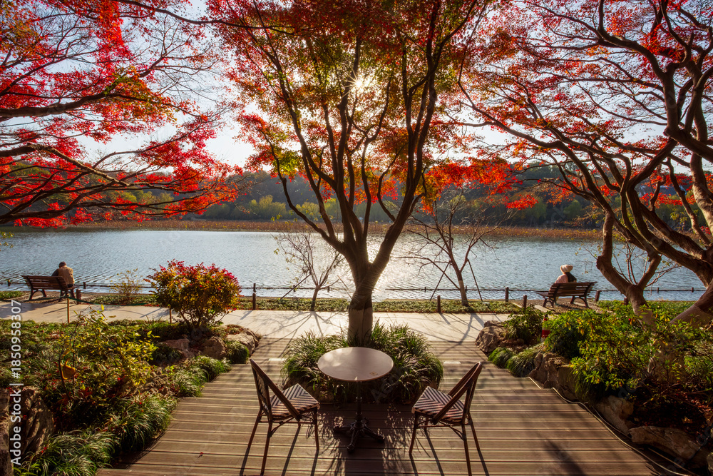 Fototapeta premium Green Water Lotus autumn scenery at West Lake scenic area, Hangzhou, China