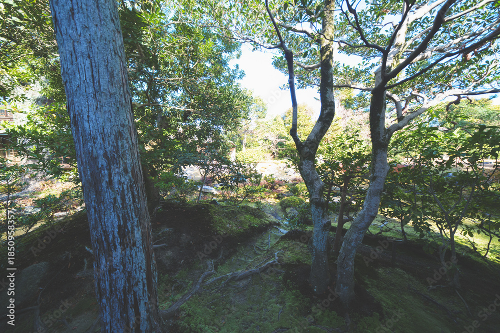 Fototapeta premium 京都の無鄰菴の庭園