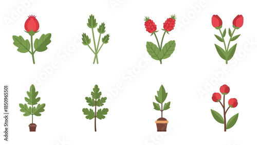 Botanical illustration featuring diverse plants and flowers on a white background