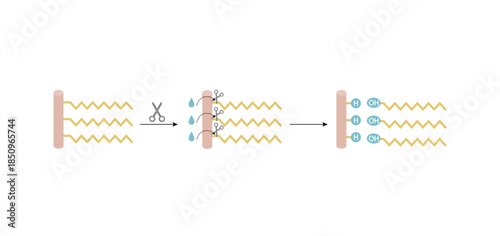Fat Molecule, triglyceride, Lipid Digestion. Lipase enzyme catalyzes the hydrolysis of fats to Fatty Acids And Glycerol. Colorful scientific diagram. Vector Illustration.
