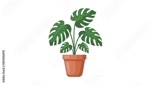 Beautiful flat vector illustration of a monstera plant in a terracotta pot for your design projects