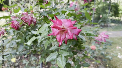 Bright Pink Roses Bloom in a Garden During the Afternoon in Spring