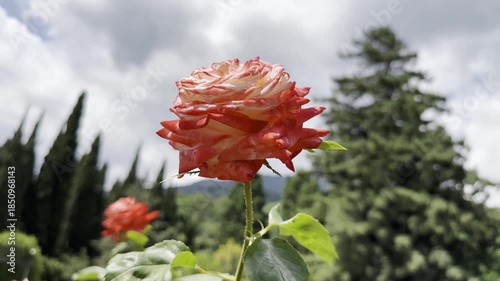 Rose Blooming in Garden Under Cloudy Sky Near Tall Trees
