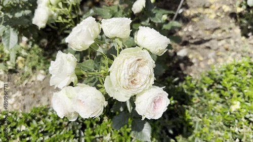 White Roses Bloom in a Garden on a Sunny Afternoon in Spring