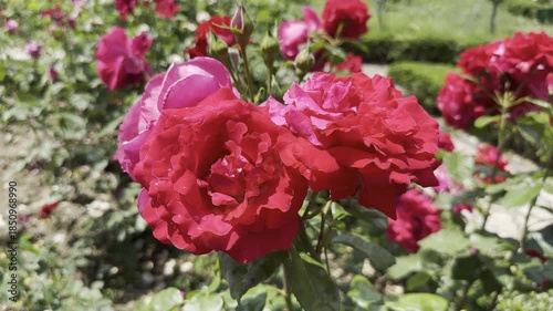 Roses Bloom in Garden During Sunny Afternoon in Spring Season