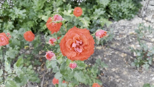 Colorful Orange Roses Bloom in Garden With Green Leaves and Buds