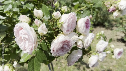 Roses Bloom in a Garden During a Sunny Day in Spring Season