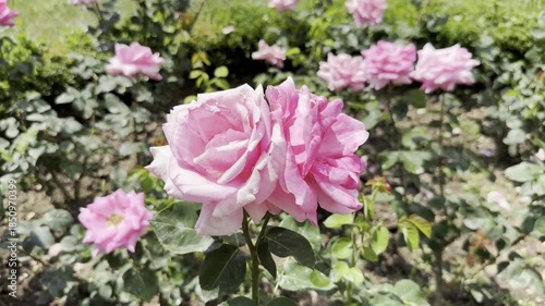 Roses Blooming in a Garden During Sunny Day in Spring Season