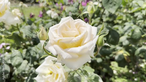 White Rose Blooms in Sunny Garden With Green Leaves and Buds