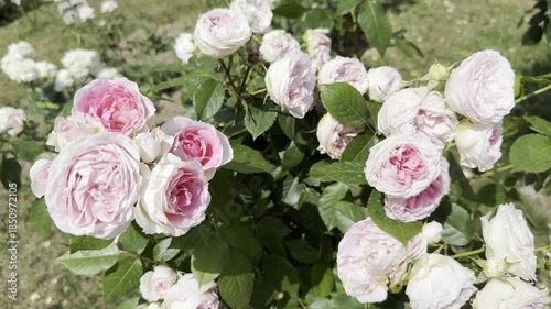 Roses Blooming in a Garden During the Afternoon Sunlight Hour