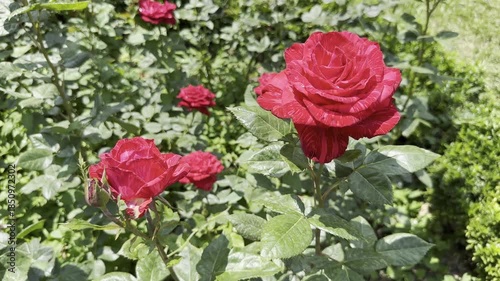 Red Roses Bloom in a Garden During the Summer Months in a Sunny Location