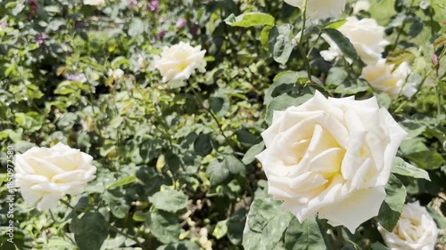 White Roses Bloom in Garden During Sunny Day