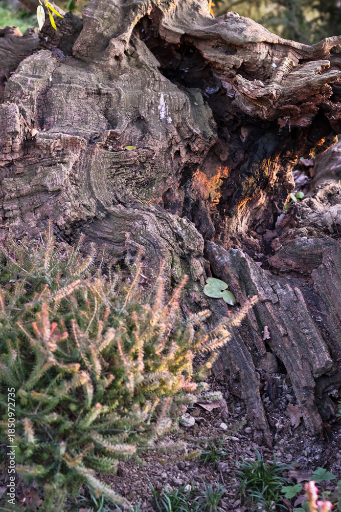 Fototapeta premium Driftwood texture of an old tree trunk used as a natural background. Weathered wood surrounded by heather bushes and grass, showcasing organic materials and garden landscaping design in nature.