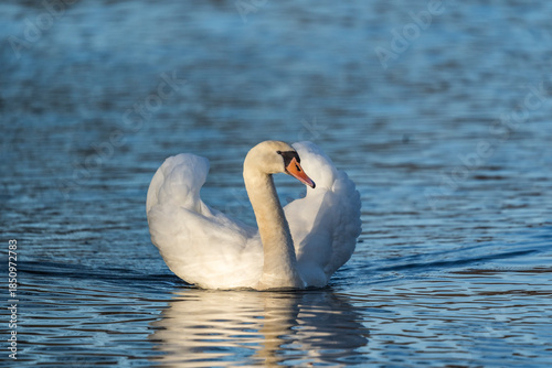 Mute swan with heart-shaped wings