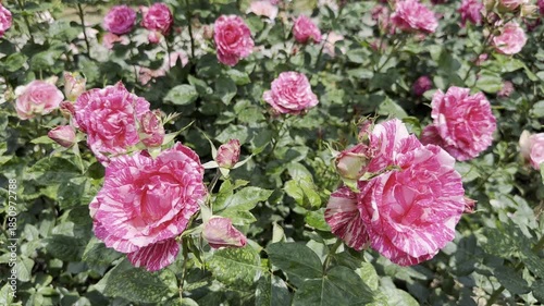 Close up of Pink Roses in Garden With Bright Sunlight Shining Down