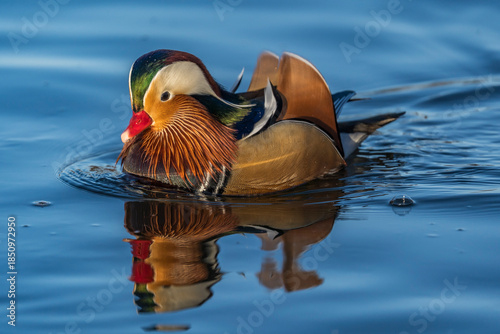20-12-2025 Ry, Denmark - Mandarin Duck