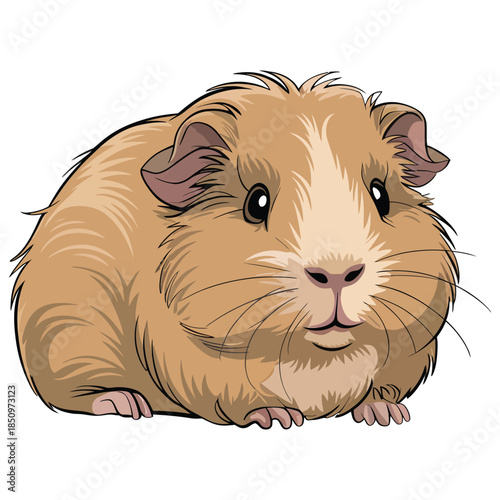 guinea pig