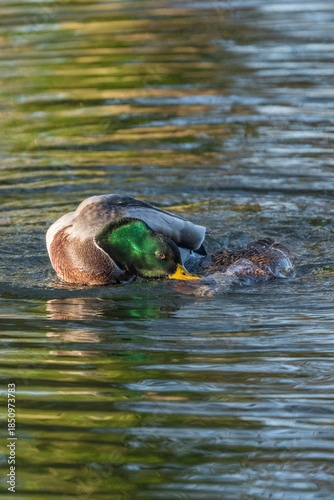 Mallard male and female
