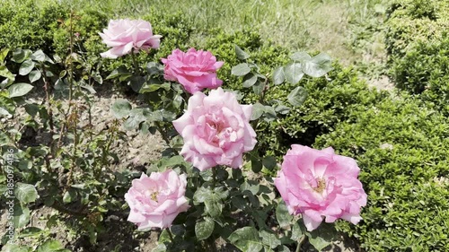 Roses Blooming in a Garden With Greenery Around in Mid-Afternoon Light