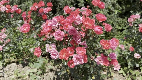 Visit to a Rose Garden in Spring With Various Colors and Blooms