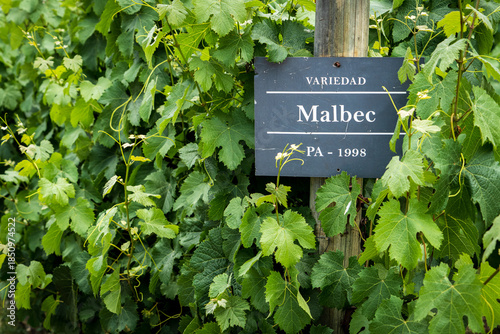 Viñedo de uvas tipo malbec para la producción de vino tinto argentino.