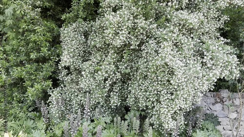 Blooming White Flowers Cover a Garden Wall in a Sunny Location