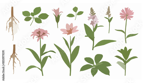 Scientific 3D botanical plant illustrations isolated on white background for education