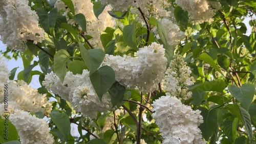 White lilac blooms in spring, England