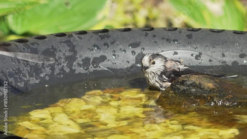 Long tailed tits have bath in garden bird bath, England