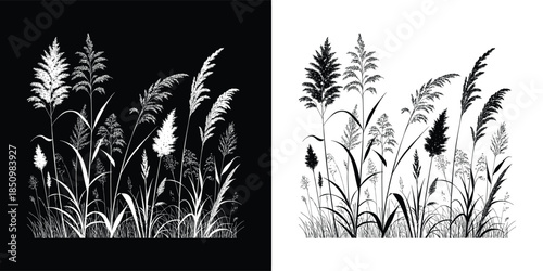 Serene reed bed illustration, showcasing the beauty of natures flora isolated on white background, perfect for adding a touch of tranquility to designs