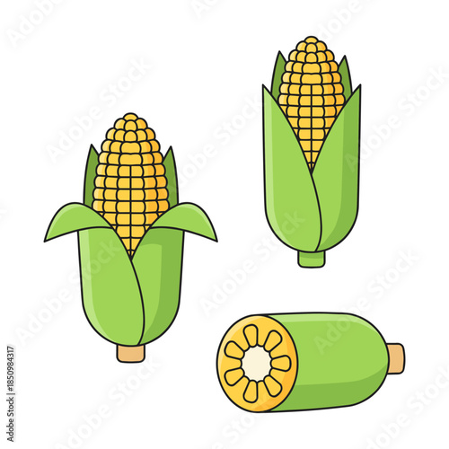 Corn cobs showing different views vector illustration