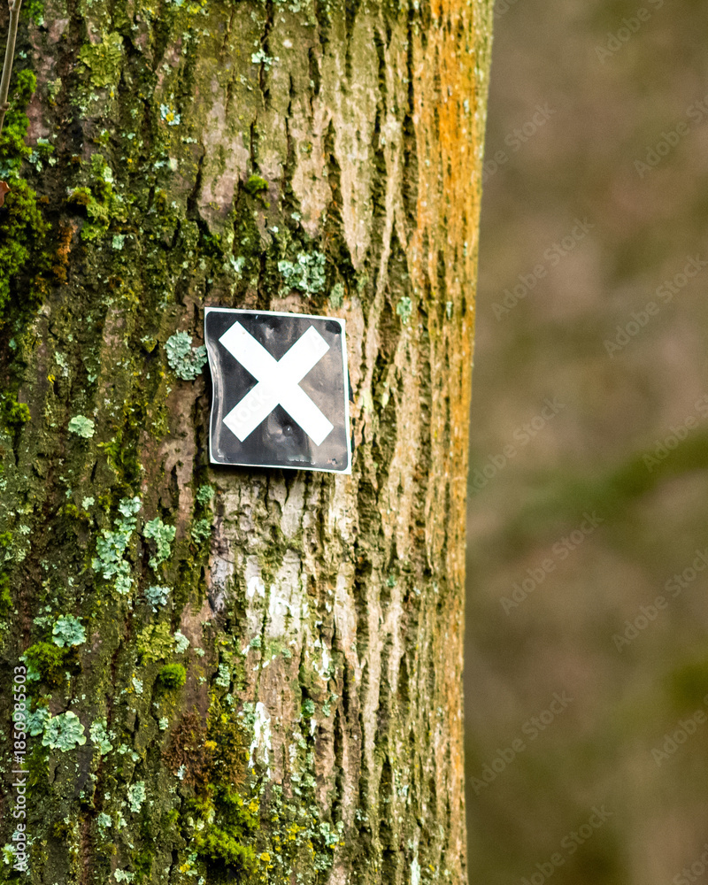 Fototapeta premium tree trunk with hiking sign