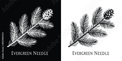 A black and white illustration of an evergreen needle branch with a pine cone isolated on white background, split into two halves