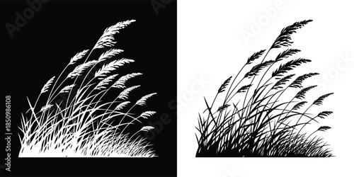 A captivating monochrome illustration of pampas grass, showcasing its feathery plumes in a stark contrast against both black and white backgrounds