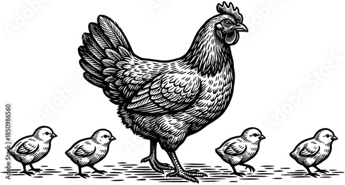 Hen with small chicks walking in a row, vintage woodcut style illustration of mother chicken and offspring on farm.