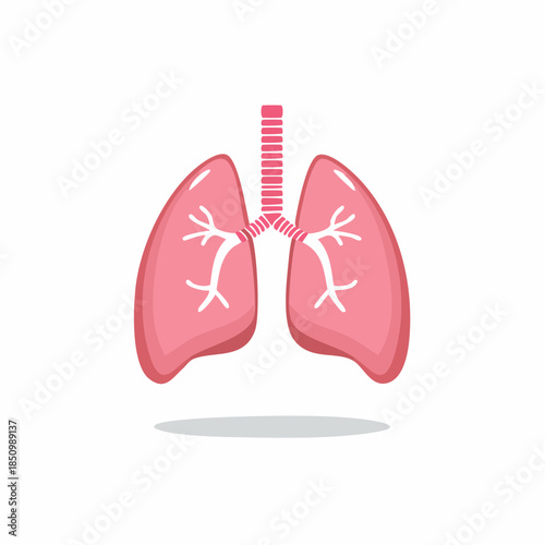 Human lungs and trachea illustration, respiratory system anatomy for medical purposes