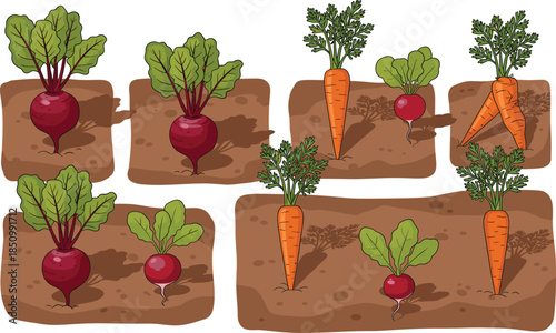 PrintVector illustration set of root vegetables growing in garden soil patches including beets, carrots, and radishes for agricultural and gardening designs.