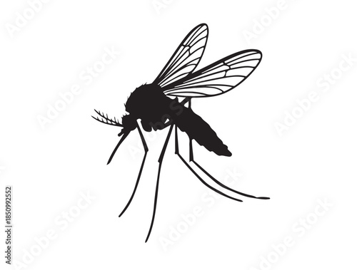 Mosquito in silhouette white background.