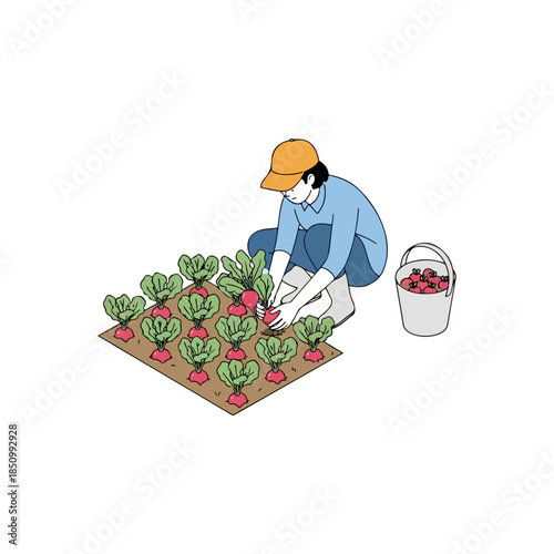 Farmer Harvesting Strawberries From a Tray.